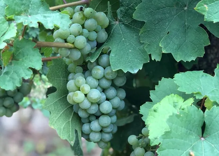 Weins Apartment Treis-Karden